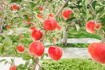Spotlight on the appeal of high-quality, delicious Aomori apples 