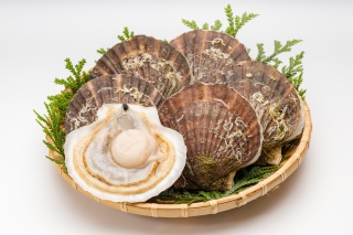 The appeal of Aomori scallops, a popular food loved around the world 